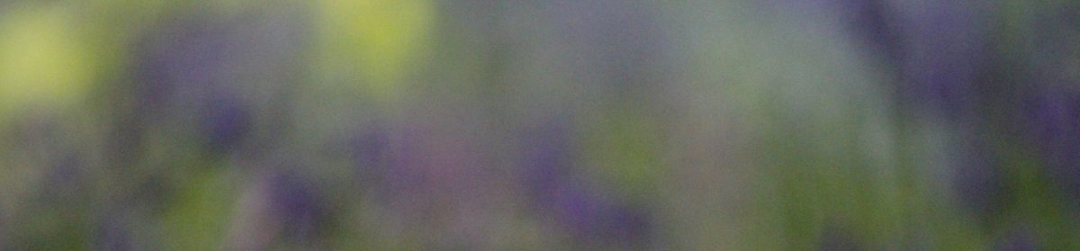 The Blackberry Picker